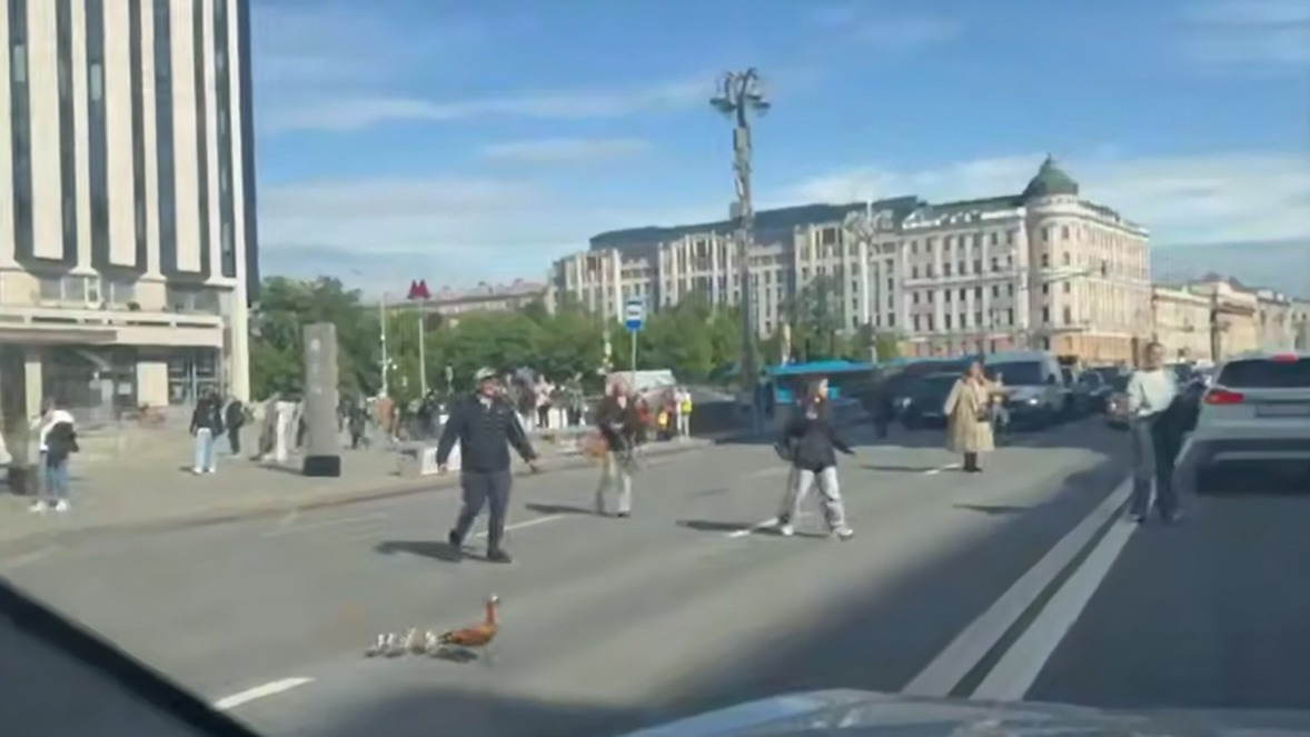 Прохожие помогли маме-утке с птенцами перейти Тверскую улицу