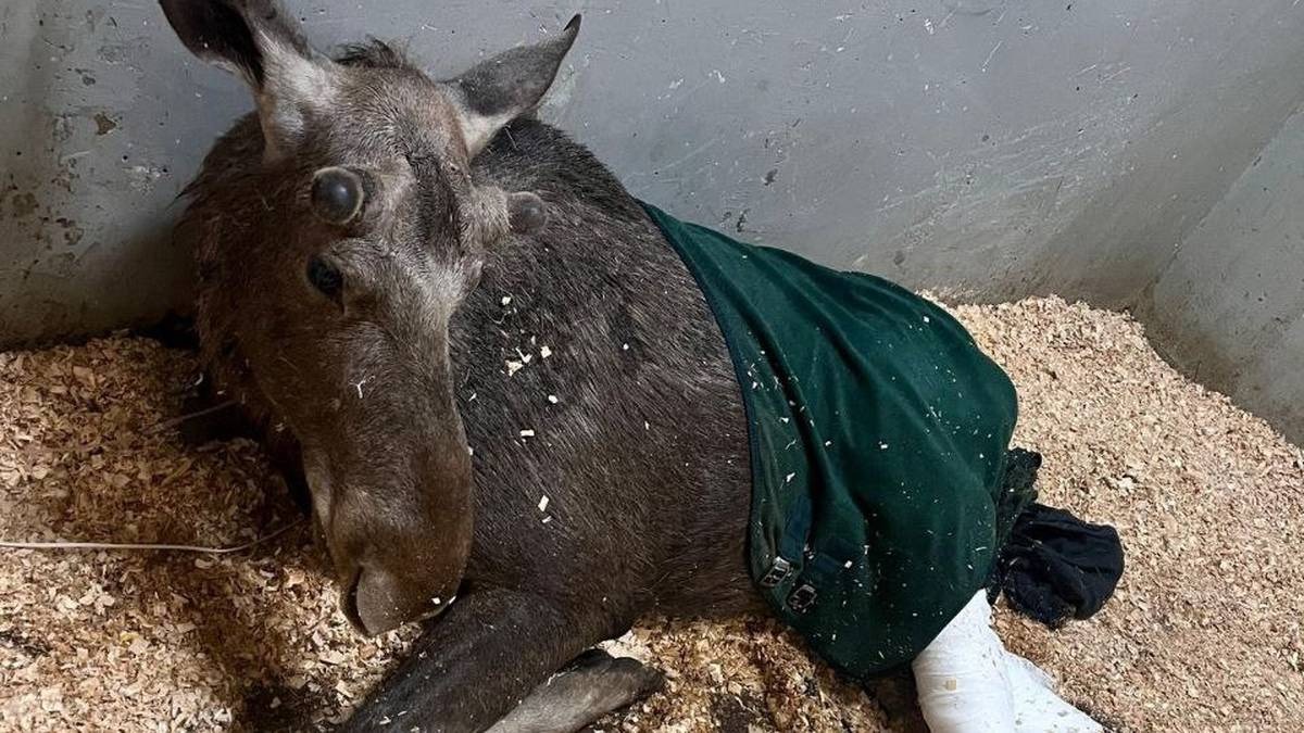 Сбитый под Истрой лосенок Илюша умер от остановки сердца