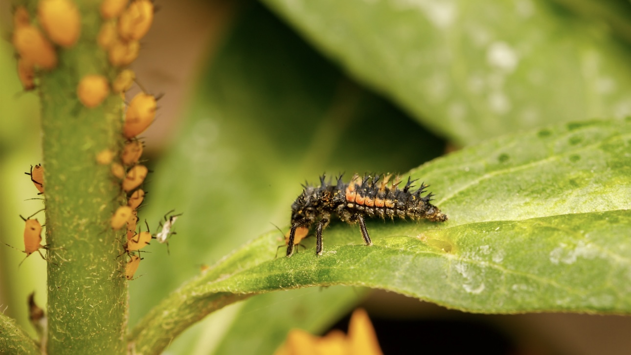 Как защитить дачные растения от тли