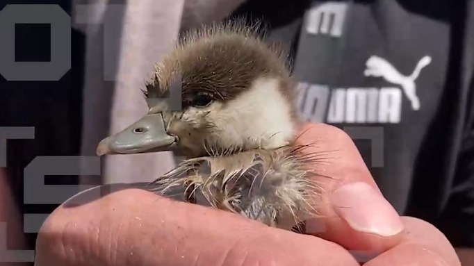 Упавшего в канализационный люк краснокнижного утенка спасли в Москве
