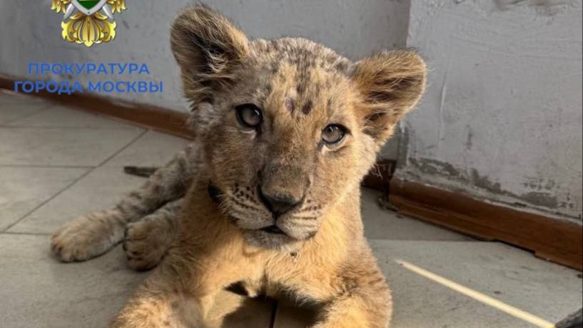 Не нашлось документов: силовики забрали трехмесячного львенка у москвича