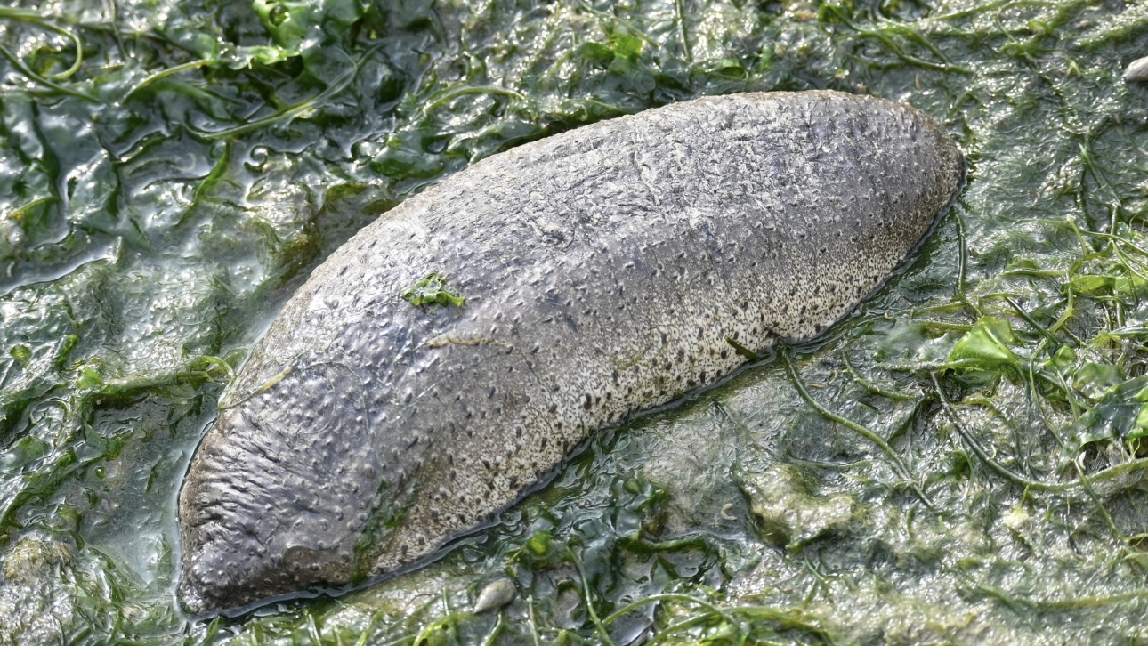 Суд вынес приговор мужчинам, незаконно поставлявшим из РФ в Китай морские огурцы