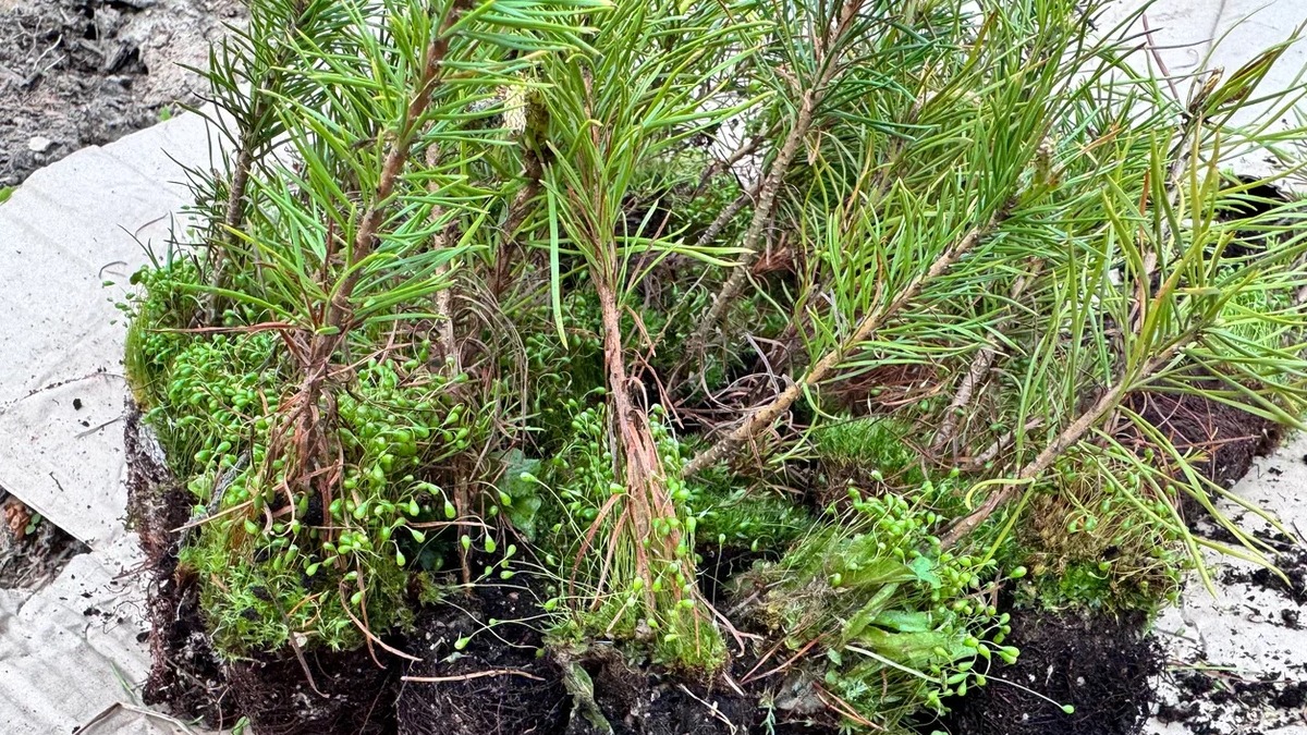 Акция «Посади дерево» пройдет в 6 раз: «Столото» и «Волонтеры леса» высадят еще 11 тысяч саженцев в трех регионах России