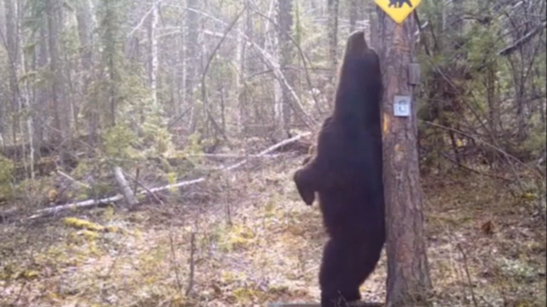 Медведь «станцевал» у дерева в Тунгусском заповеднике и попал на видео