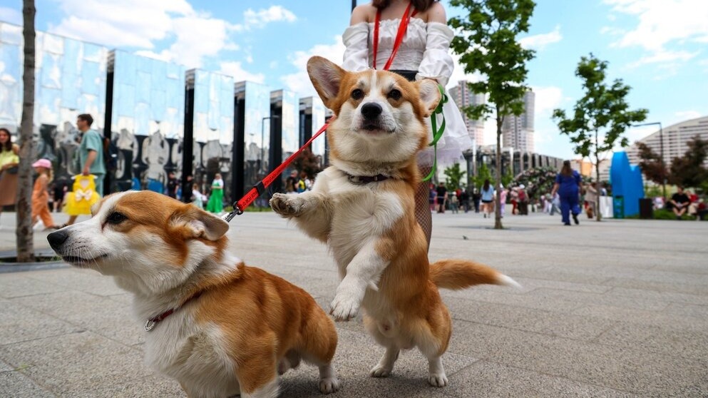 Прогноз погоды в Москве на неделю с 26 мая по 1 июня