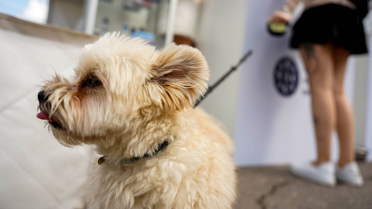 Студенты в России создали приложение, которое остановит питомца от порчи мебели