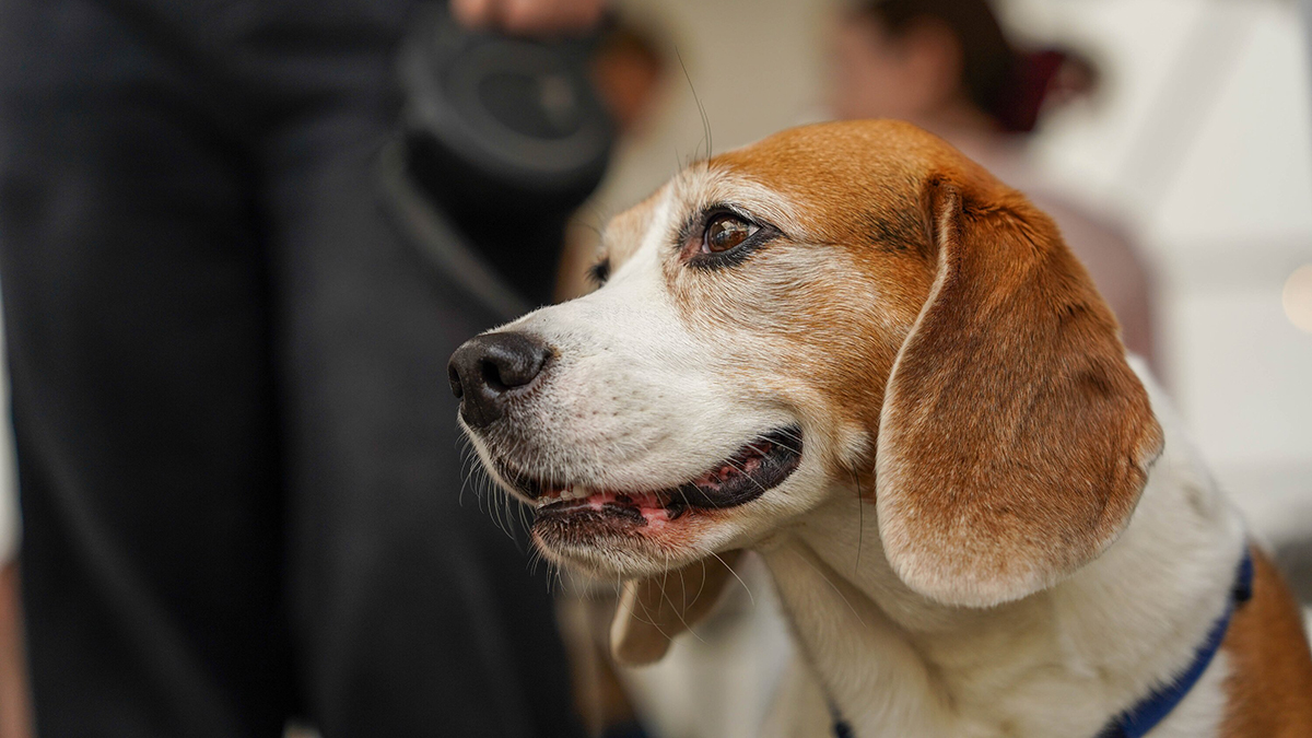 Предприниматель: Здорово, что Москва создает сервисы для владельцев животных