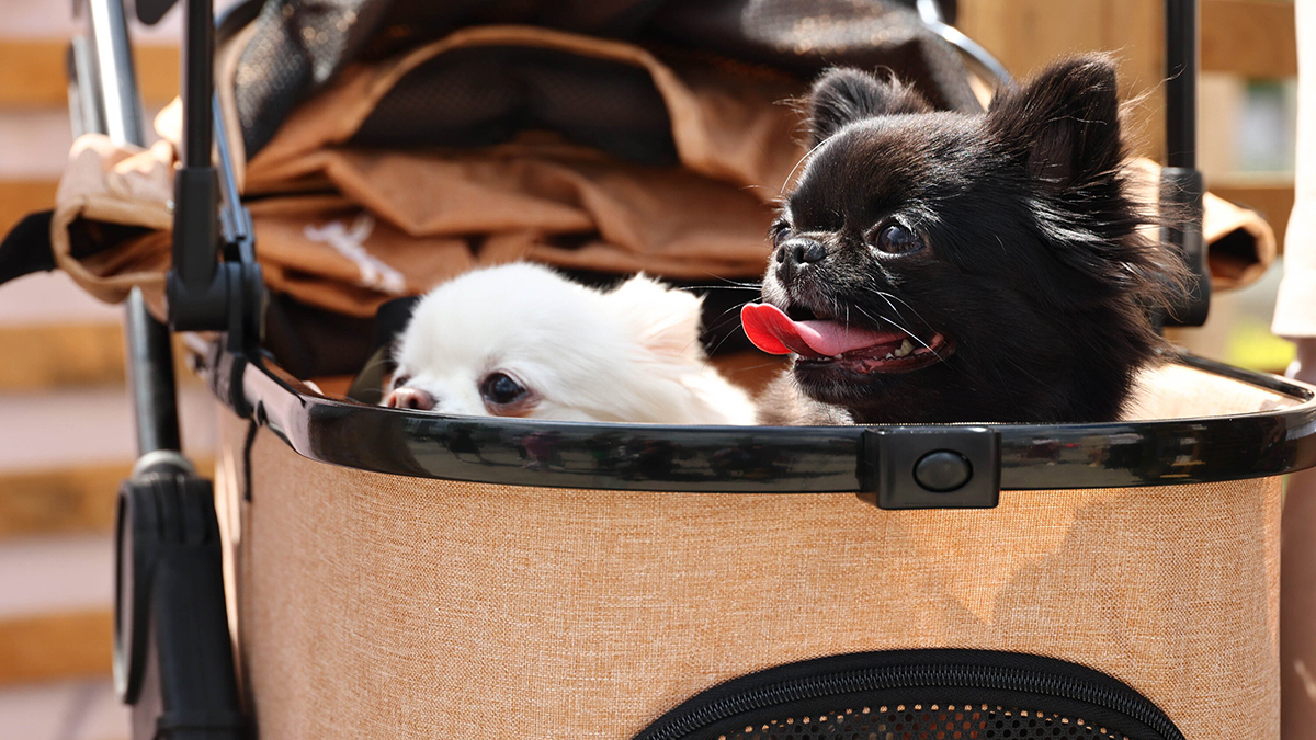Общественники предложили запретить россиянам иметь больше питомцев, чем детей