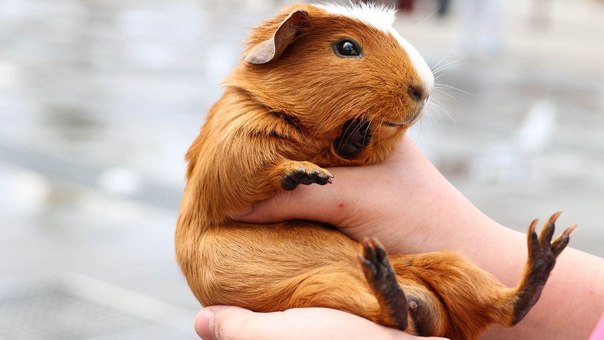 Заключенные в Австралии съели морских свинок из приюта для животных