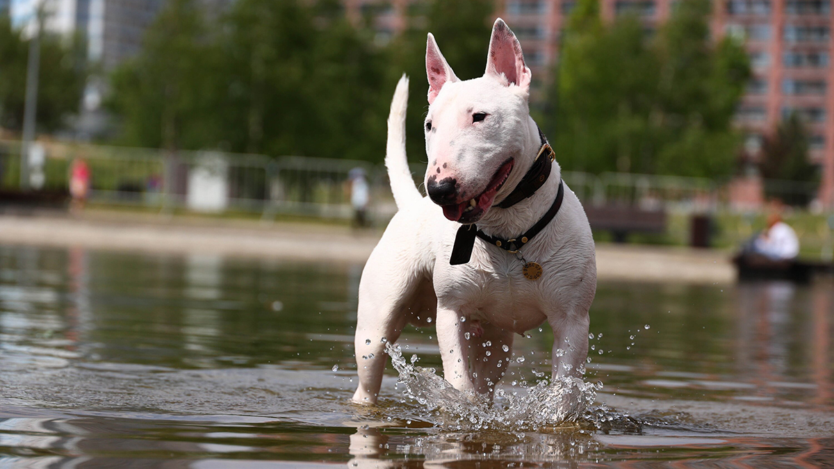 МЧС предупредило москвичей о 30-градусной жаре 28 и 29 мая