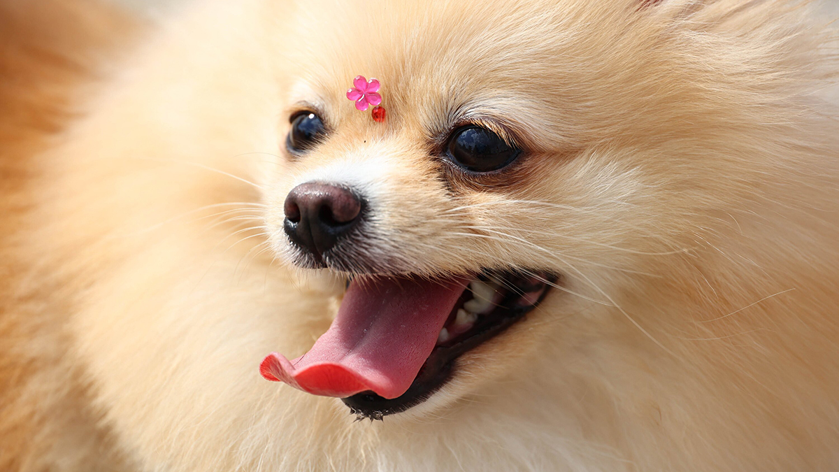 Специальные зоны для питомцев появятся в московских музеях