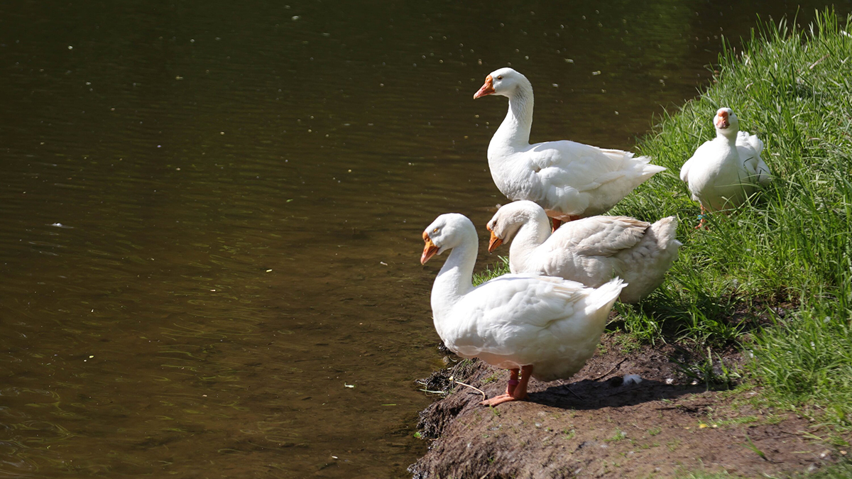 «Оранжевый» уровень погодной опасности продлили в Подмосковье до 3 октября
