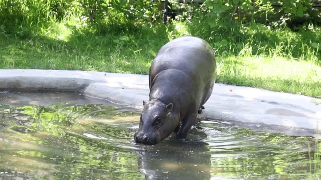 Московский зоопарк показал, как плавает карликовый бегемот Ксюша