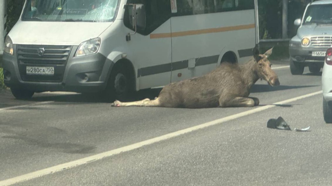 Лося сбили на Егорьевском шоссе возле подмосковной деревни Донино