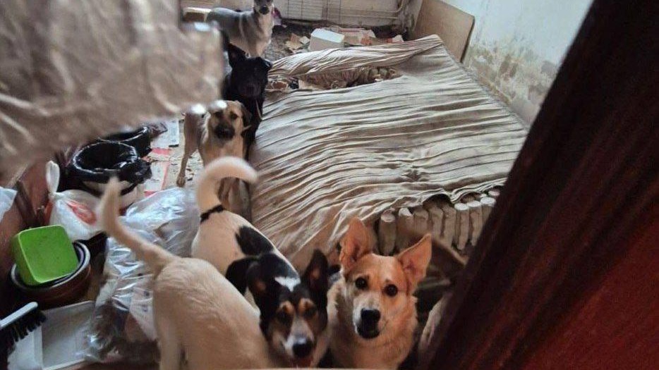 В квартире на севере Москвы обнаружили 13 собак и 18 кошек