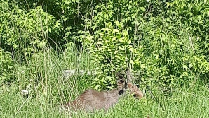 Умер лось, которого сбила машина на Егорьевском шоссе