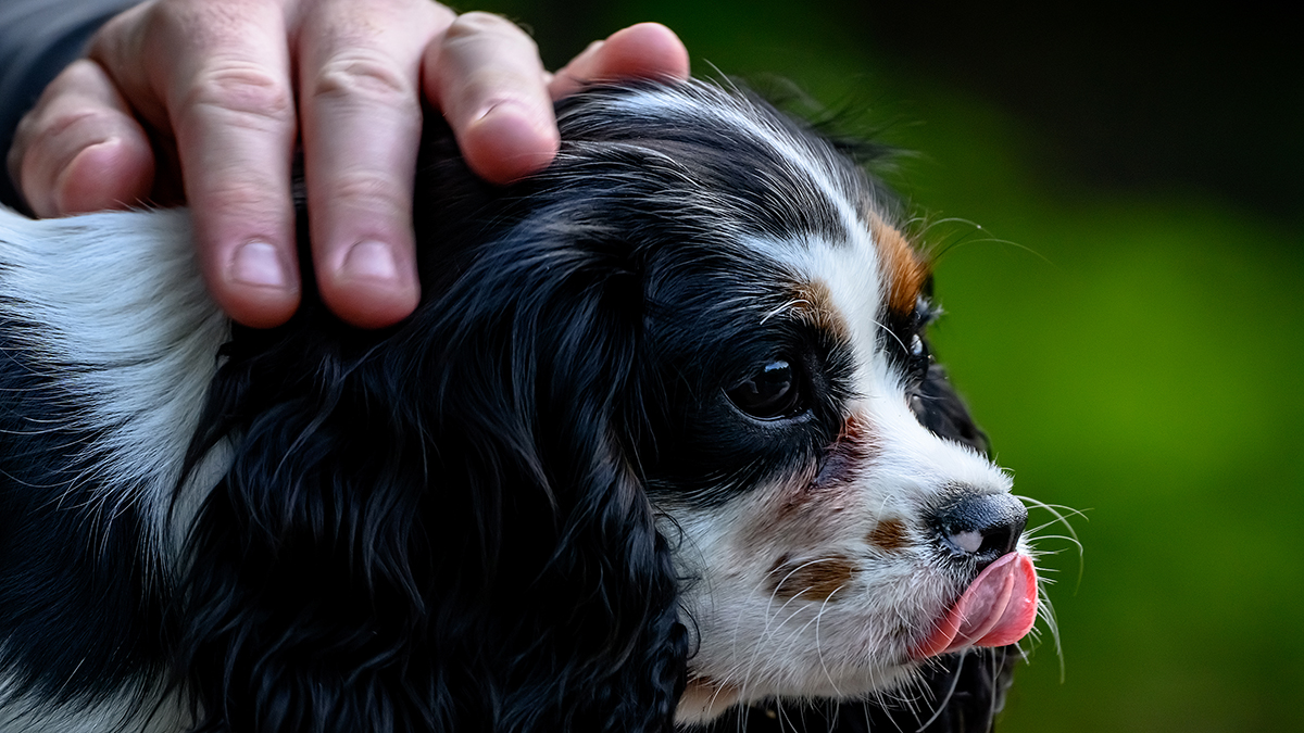 Чем опасна слюна животных для человека