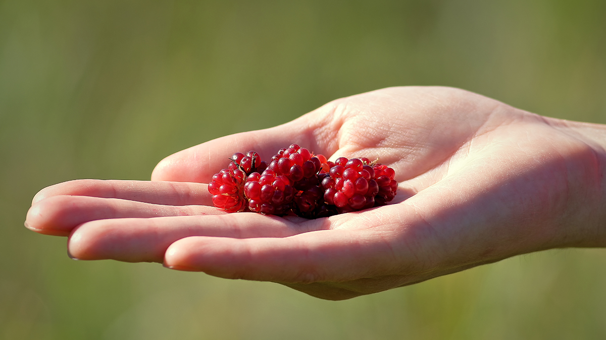Какие ягоды из Красной книги растут в Подмосковье