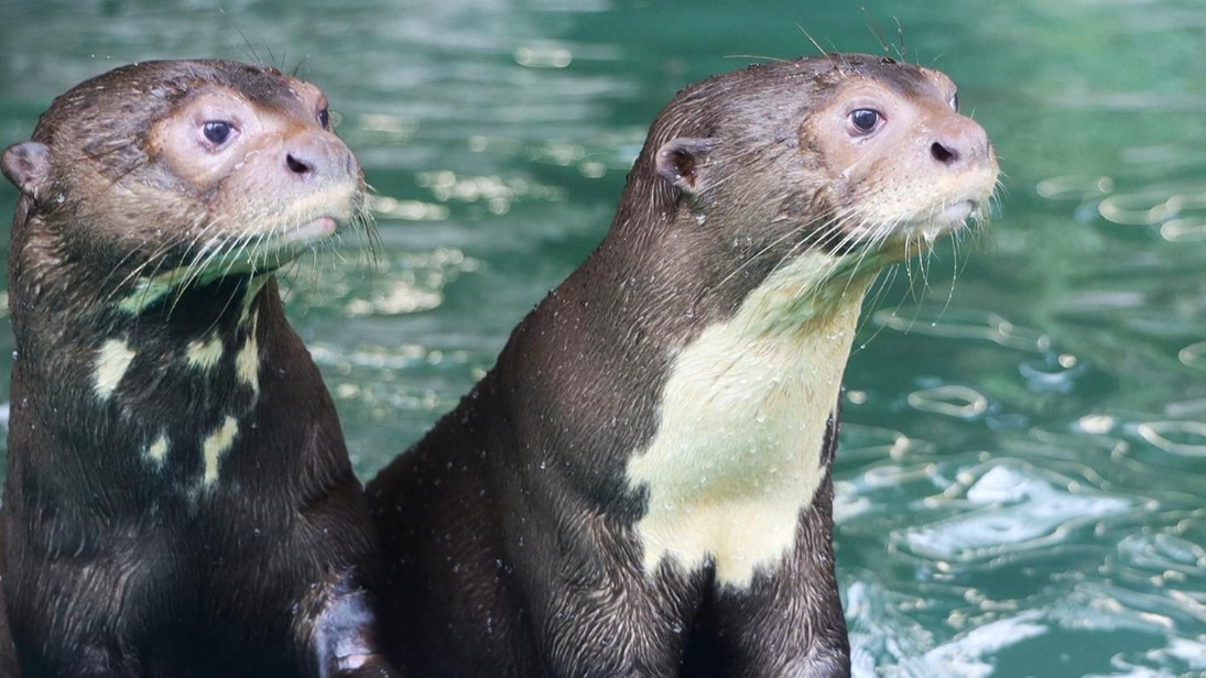 Москвичи могут наблюдать за гигантскими выдрами из зоопарка онлайн