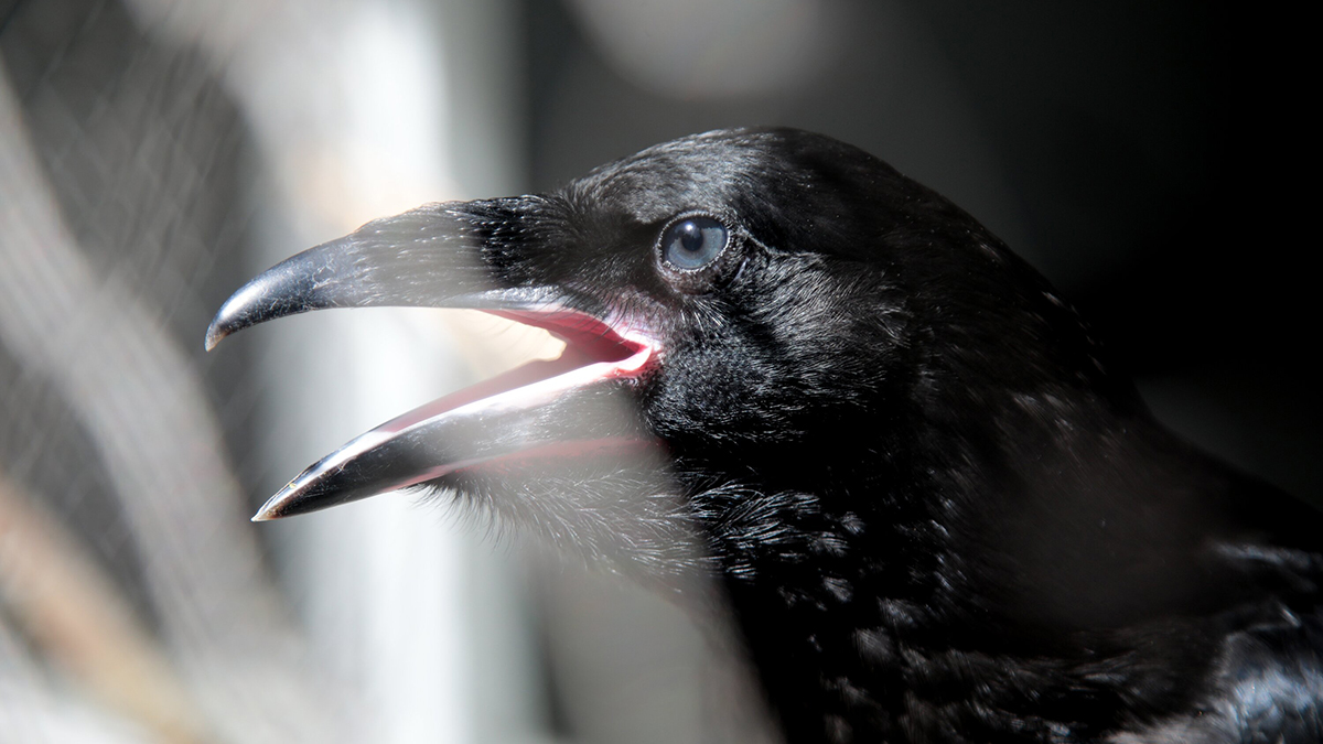 Нападение птиц на человека: почему они это делают и как от них защититься