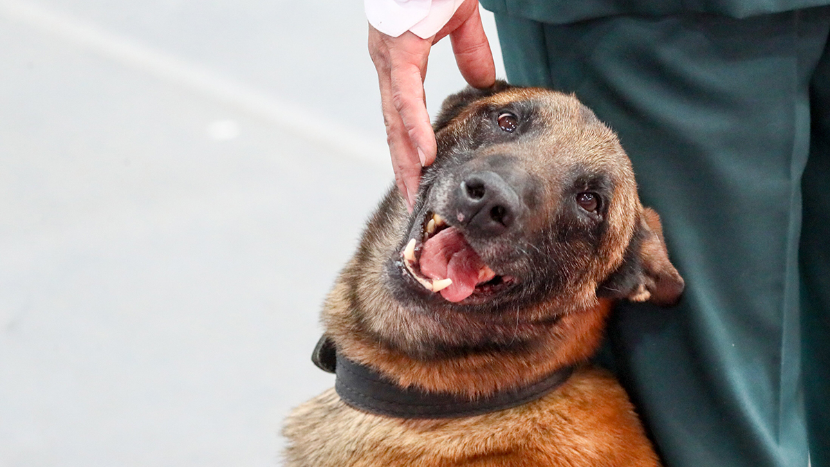 Мужчина угрожал натравить собаку на москвичку, если она не отдаст телефон