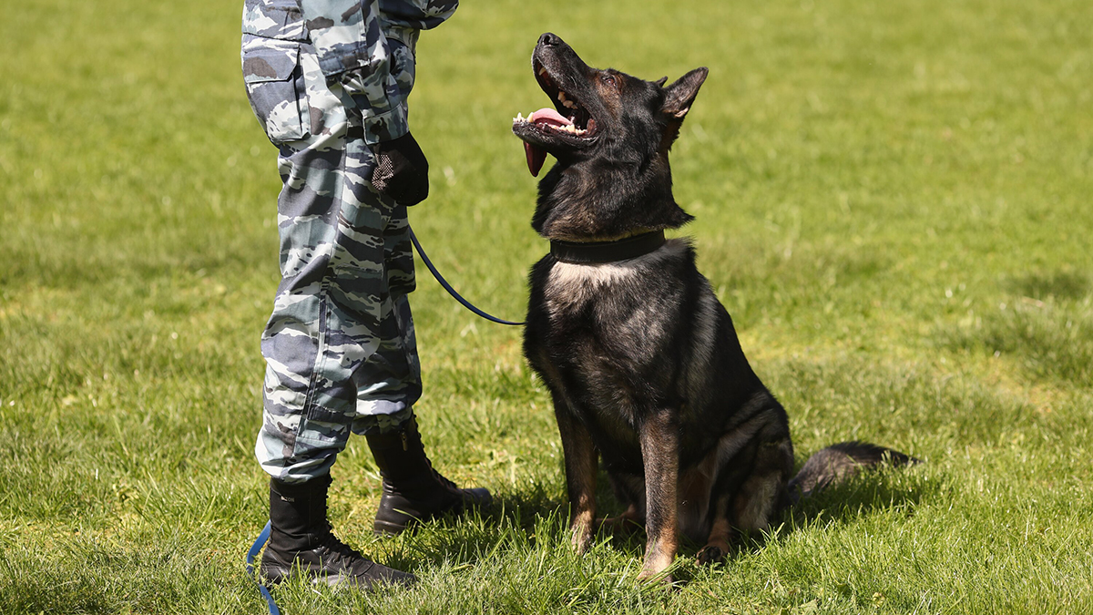 6836c00482682c454bd28153 Собак для обнаружения дронов начали использовать в России