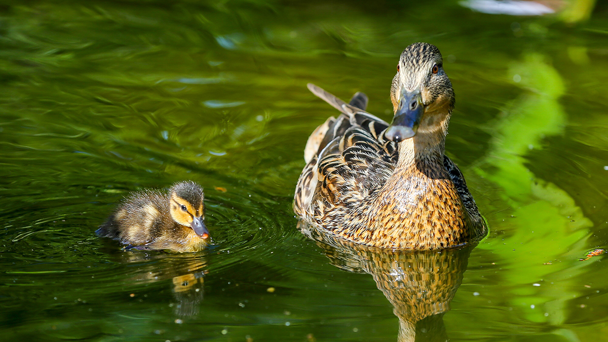 Около трех тысяч видов животных обитают на зеленых территориях столицы