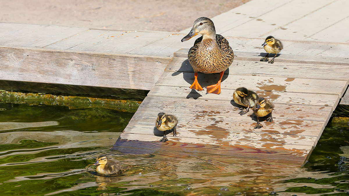Почему опасно кормить водоплавающих птиц хлебом