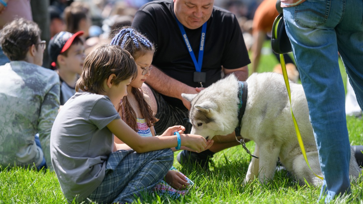 В Москве пройдет второй чемпионат по аджилити на Кубок столицы