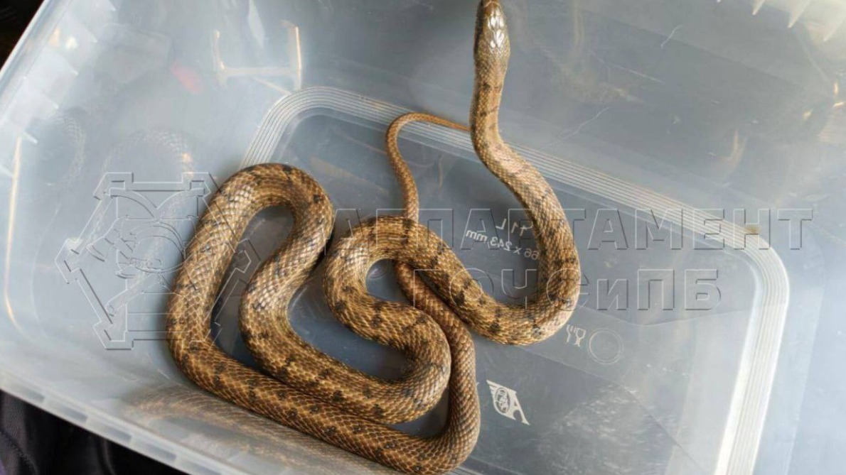 Полутораметровую змею обнаружили в подвале многоэтажки на юго-востоке Москвы