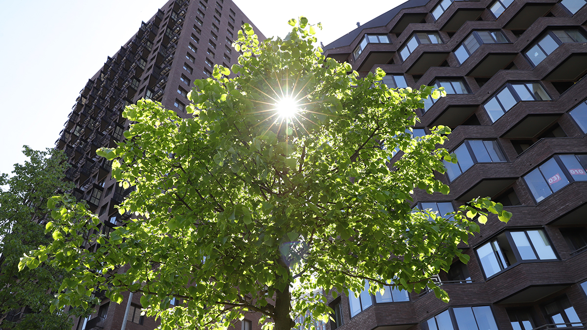 Какие деревья чаще всего высаживают в Москве
