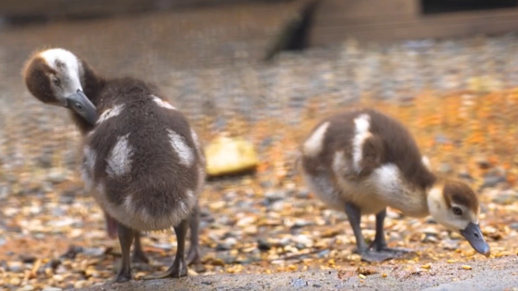 Четыре птенца нильских гусей вылупились в Московском зоопарке