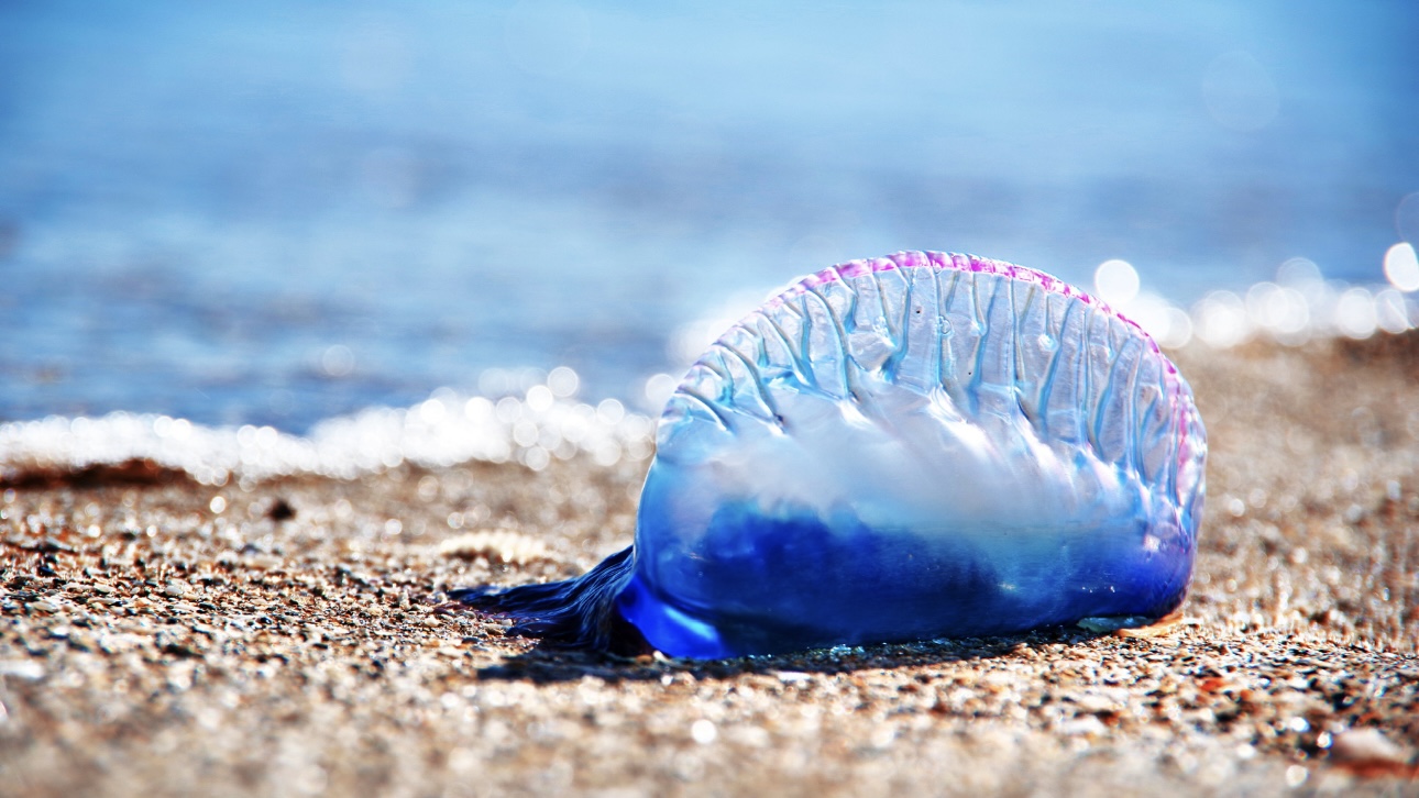 Самая опасная медуза в мире сожгла веки россиянину во Вьетнаме