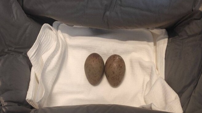 Найденные в Бурятии яйца журавля-красавки передадут Московскому зоопарку