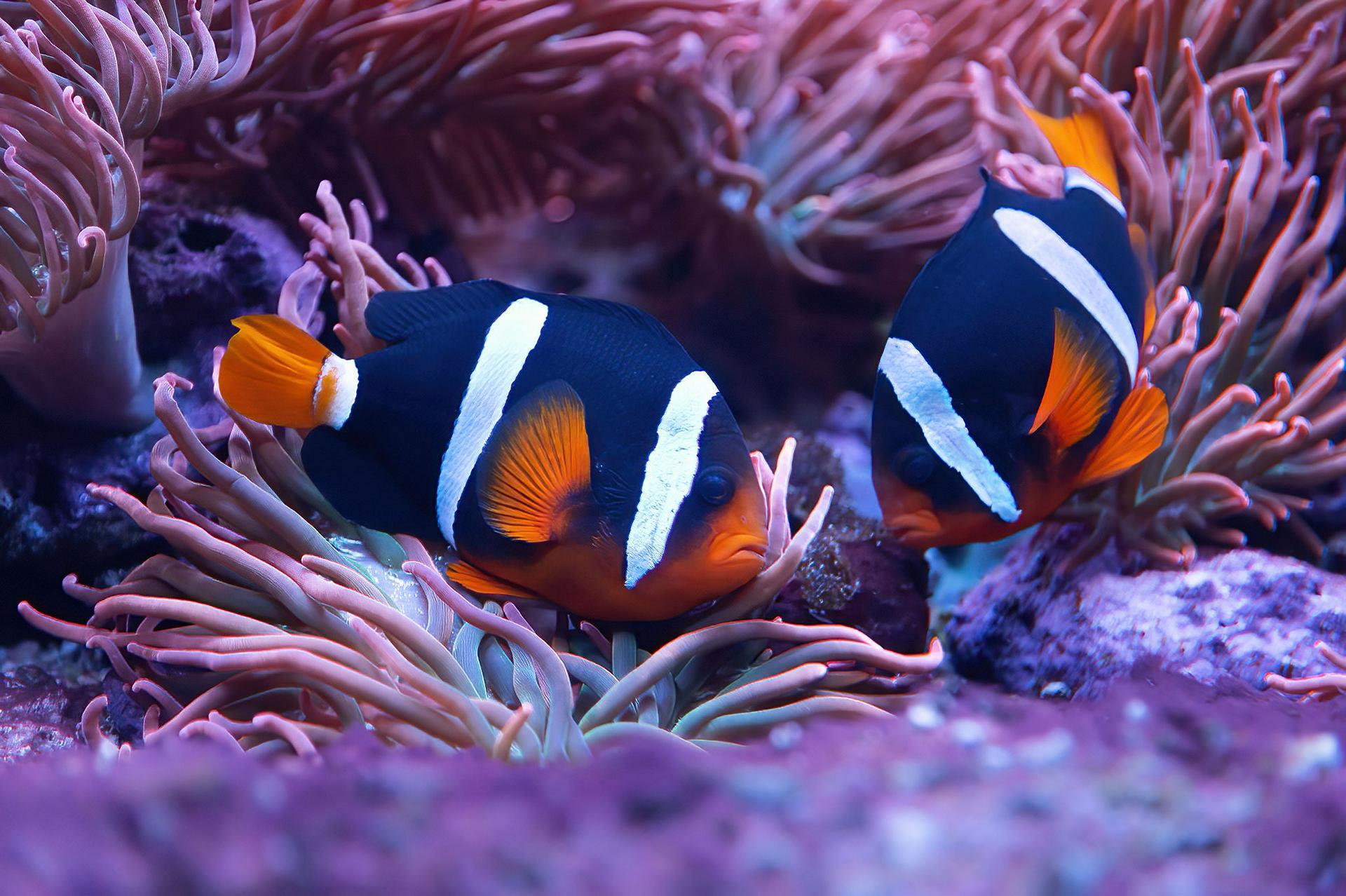 Международный день защиты детей в Крокус Сити Океанариуме