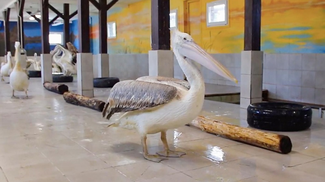 В центре воспроизводства редких видов животных будут жить кудрявые пеликаны