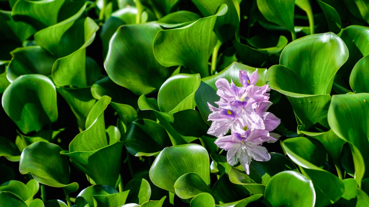 Более пяти тысяч тропических растений высадят на столичных очистных сооружениях