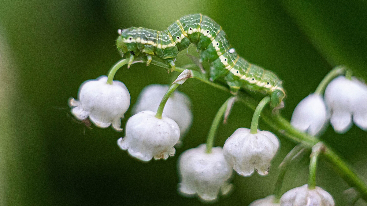 Чем опасен ландыш
