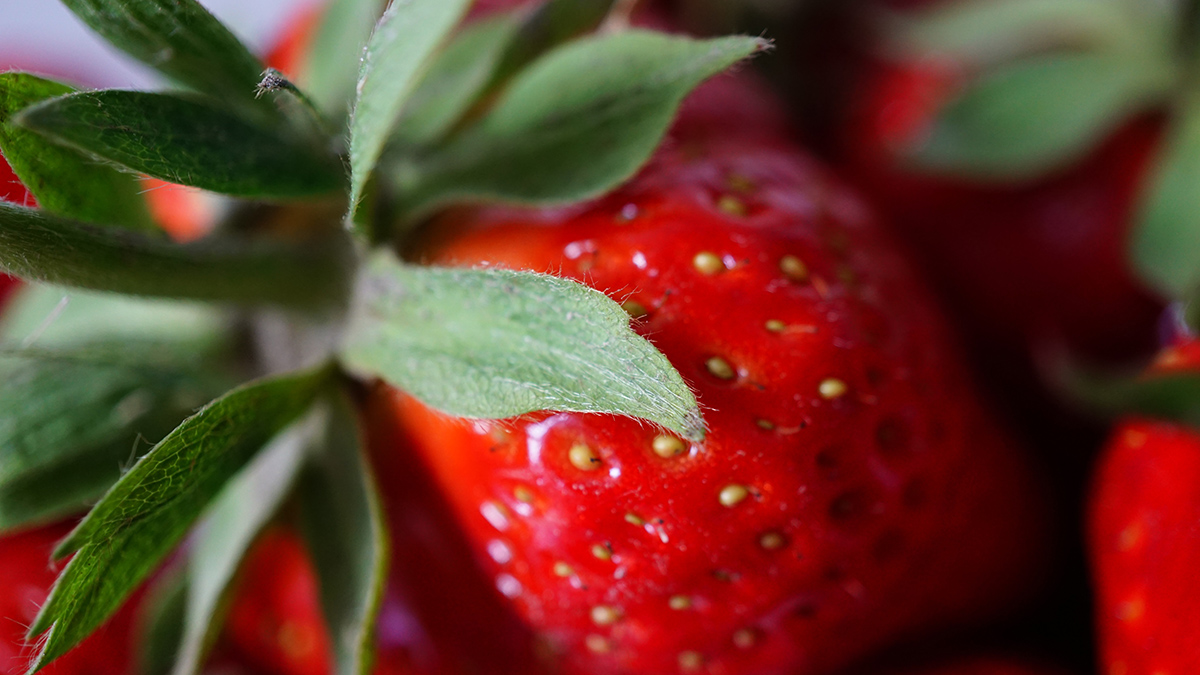 Mash: Превышенное в 14 раз содержание плесени нашли в клубнике из Египта