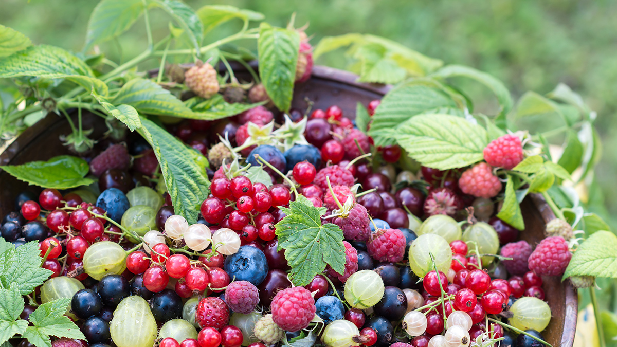 Сублимированные фрукты и ягоды: польза