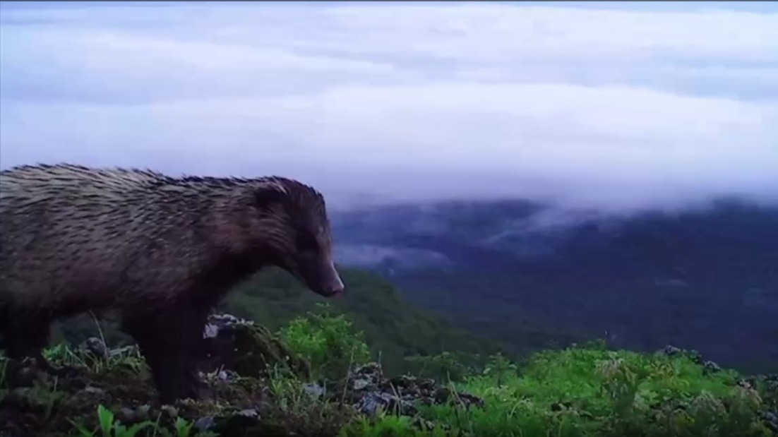 Промокший барсук осмотрел владения и попал на видео в Приморском крае