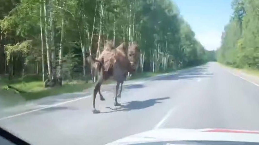 Сбежавшего в Нижегородской области верблюда Вадика заметили на трассе
