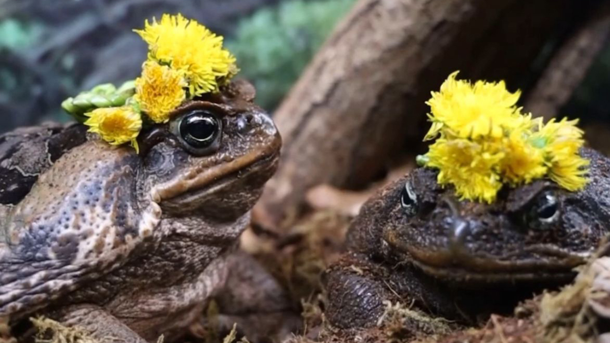 Жабы-аги Настюша и Ванюша сыграли свадьбу в Московском зоопарке