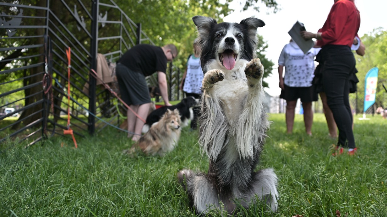 Сергунина рассказала о реализации проекта «Питомцы в Москве»