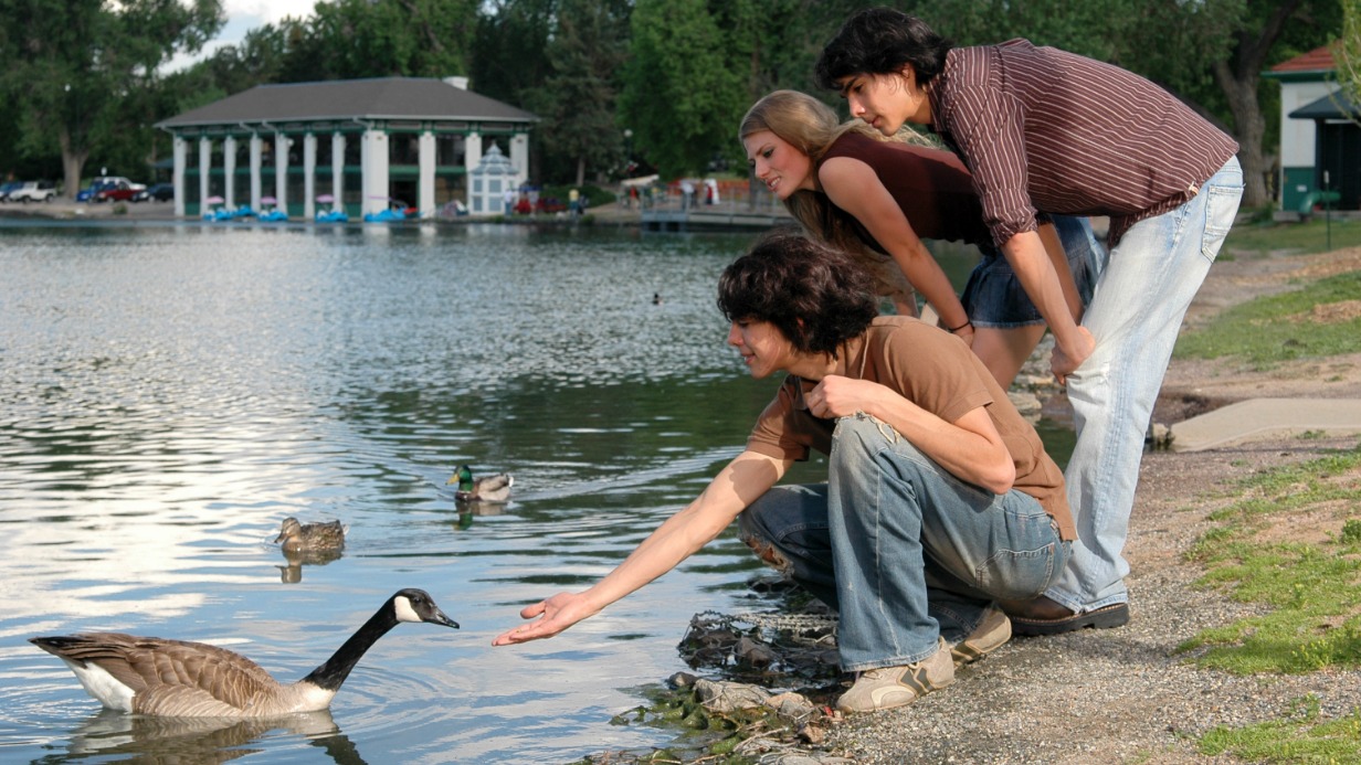 Купаться в воде, где обитают пернатые, может быть опасно для здоровья