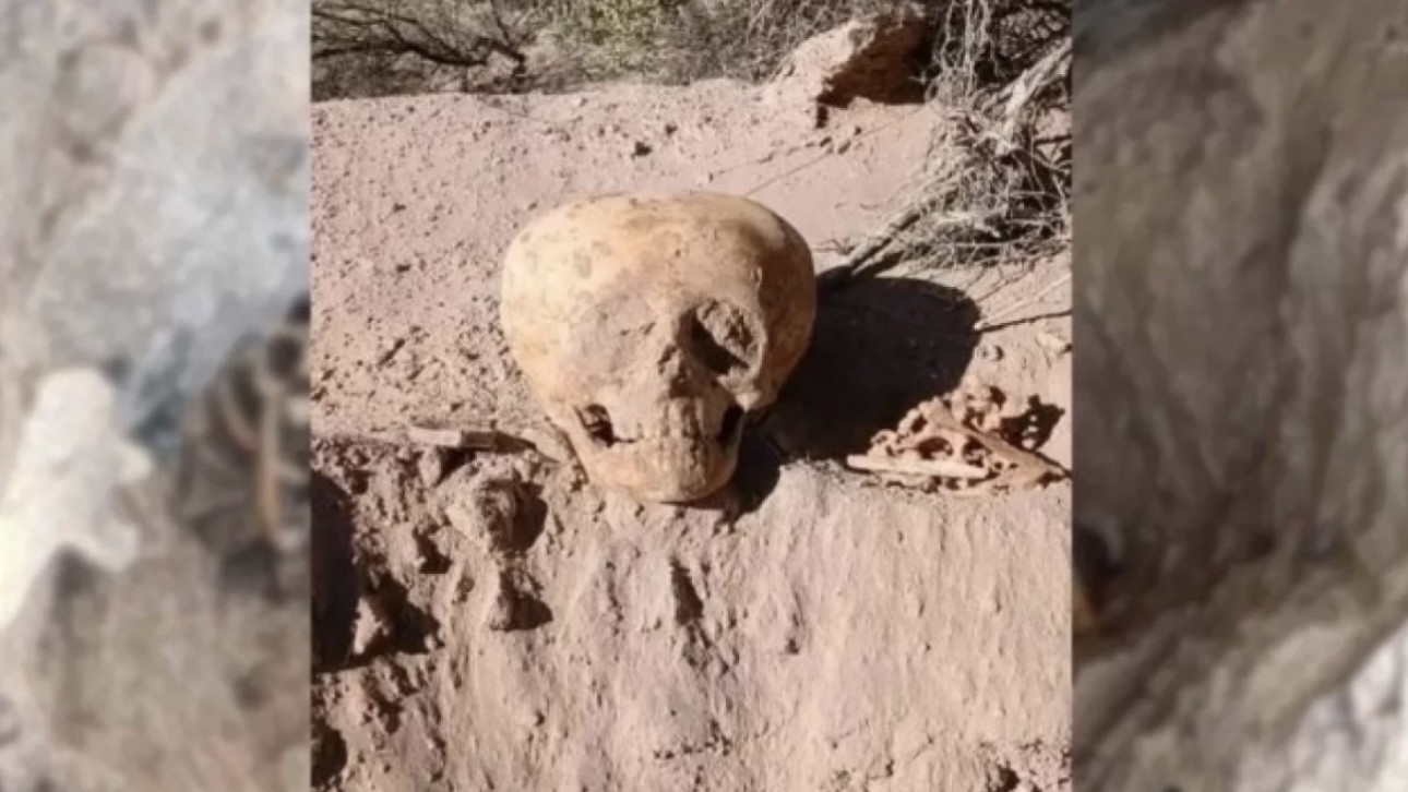 Череп «человека-муравья» нашли в Аргентине