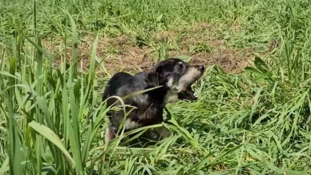 Собака под Новосибирском спасла хозяина, на шесть дней потерявшегося в лесу