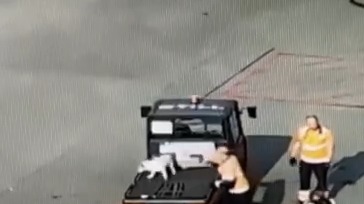 Пес по кличке Малыш сбежал из переноски в аэропорту Пулково