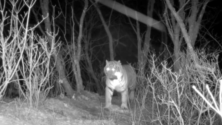 Амурский тигр украл фотоловушку, погрыз ее и попал на видео