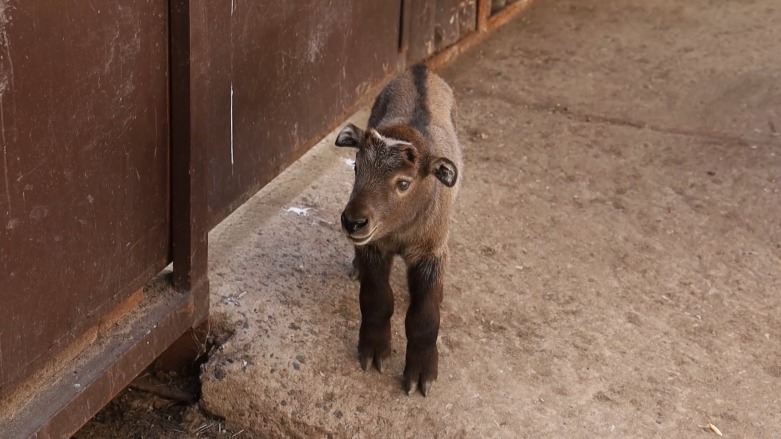 Детеныши сычуаньского такина родились в Московском зоопарке